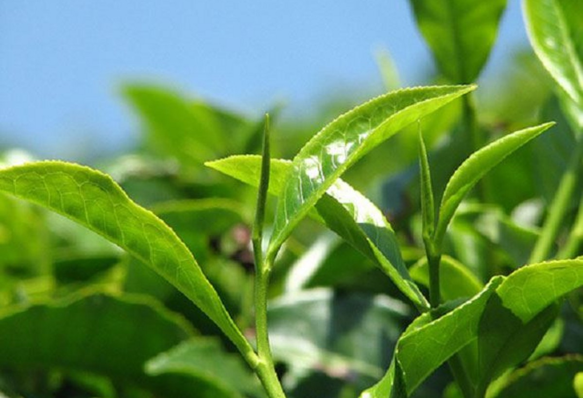 Çay yarpaqlarının yeni faydalı xüsusiyyəti kəşf edilib - ARAŞDIRMA