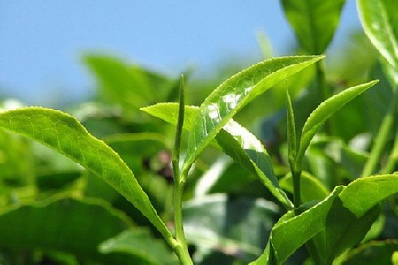 Çay yarpaqlarının yeni faydalı xüsusiyyəti kəşf edilib - ARAŞDIRMA