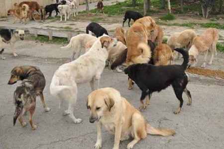 Gəncədə sahibsiz itlər daha bir qadına hücum çəkdi