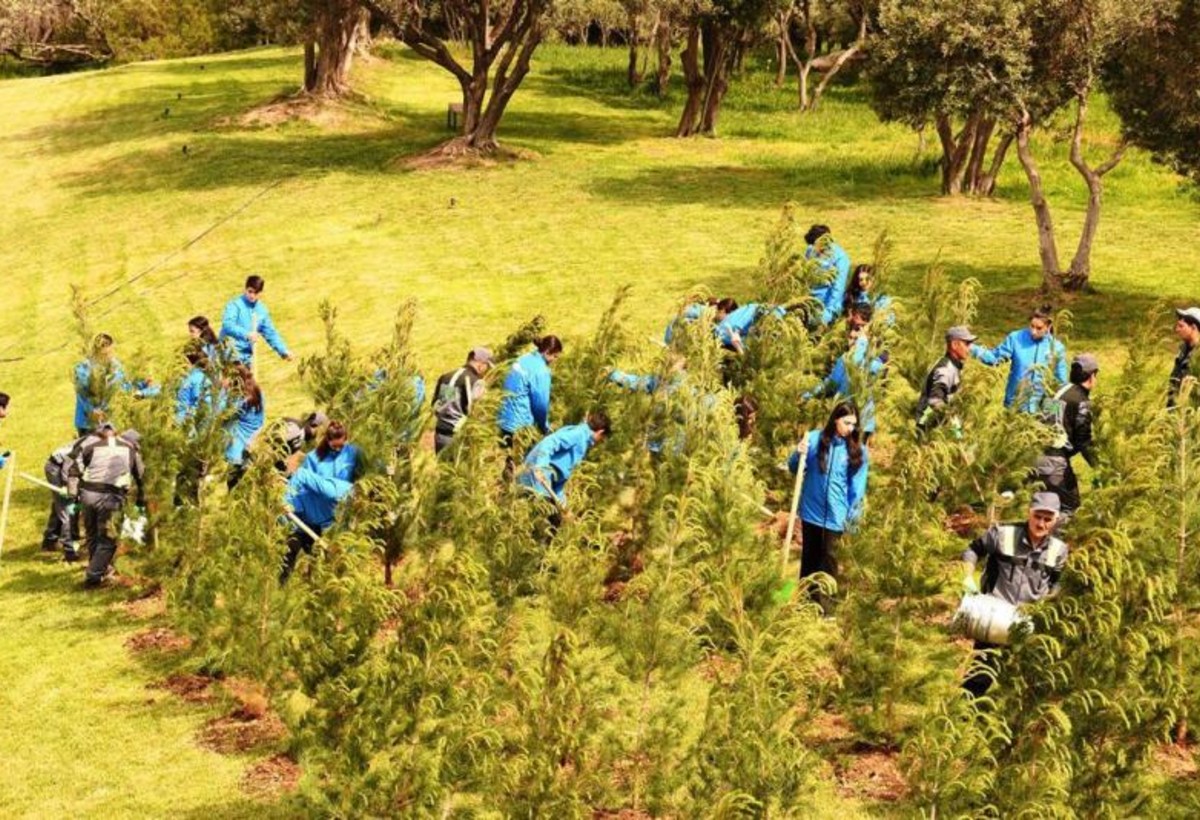 Bakının “Gənclik” parkında daha 500 ağac əkildi