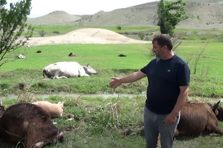 Goranboyda 60-dan çox iribuynuzlu heyvan tələf olub - SƏBƏB
