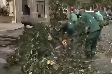 Bakıda güclü külək ağacı avtomobilin üzərinə aşdı - VİDEO
