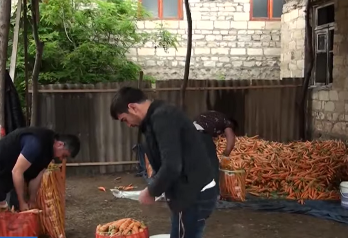 Tovuzda yer kökü bolluğu – lakin fermerlər sata bilmir