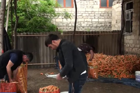 Tovuzda yer kökü bolluğu – lakin fermerlər sata bilmir