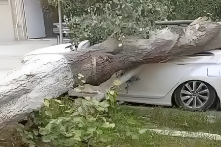Salyanda güclü külək ağacı avtomobilin üstünə aşırdı - FOTO