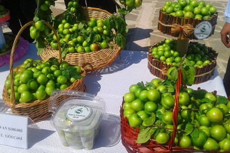 Naxçıvanda “Göycə” festivalı keçiriləcək