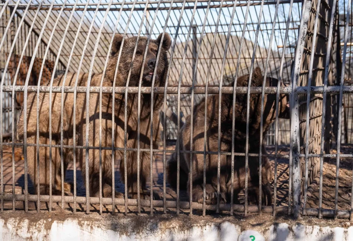Azərbaycandan iki ayı Böyük Britaniyaya köçürülür