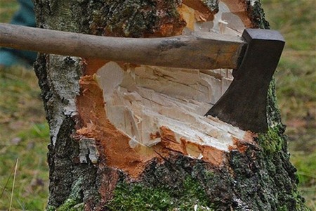 Təbiətə 136 min manatdan çox ziyan vurulub - cinayət işləri başlandı