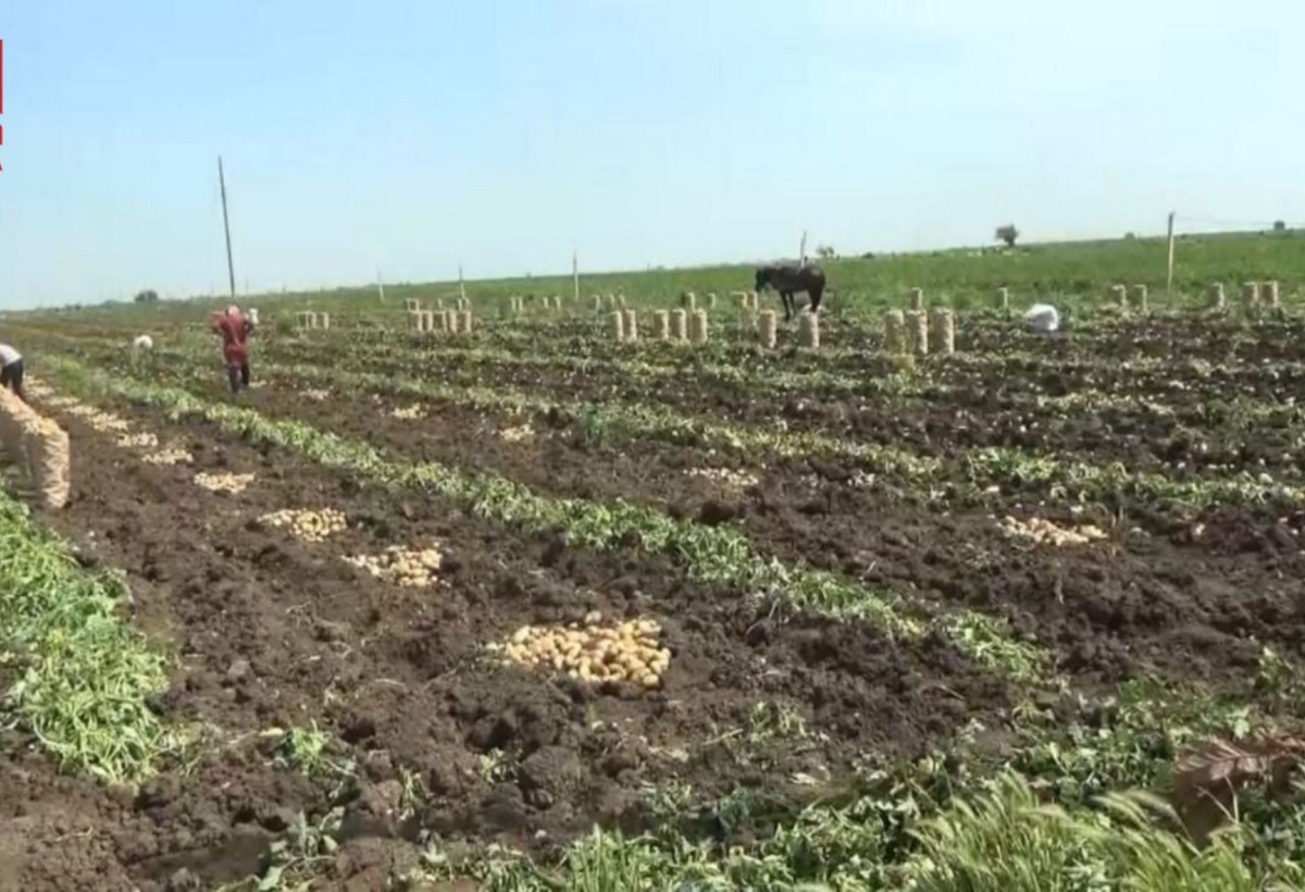 Cəlilabadda kartof sürətlə UCUZLAŞIR - FOTO