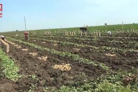 Cəlilabadda kartof sürətlə UCUZLAŞIR - FOTO