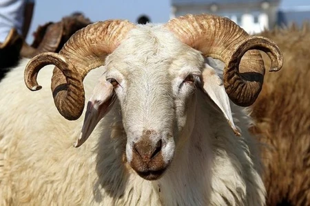 Azərbaycanda Qurban bayramı qeyd olunur