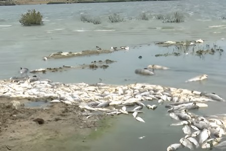 Abşeronun Məhəmmədli kəndində balıqların kütləvi tələf olması araşdırılır - VİDEO