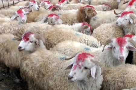 135 ünvanda qurbanlıq heyvanların satışı və kəsimi xidmətləri göstərilir