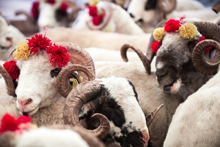 Bakıda qurbanlıq heyvanları bu qiymətə SATIRLAR