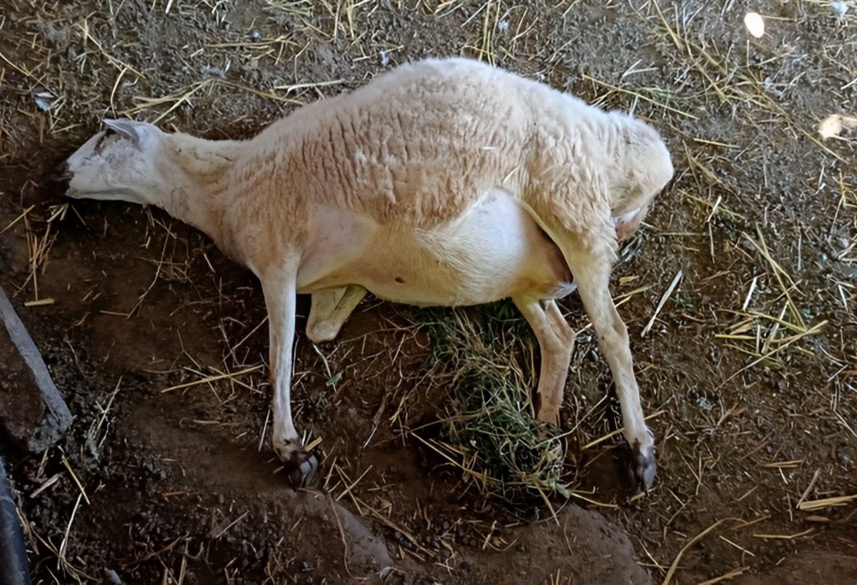 Cəlilabadda xeyli sayda xırdabuynuzlu heyvan TƏLƏF OLDU