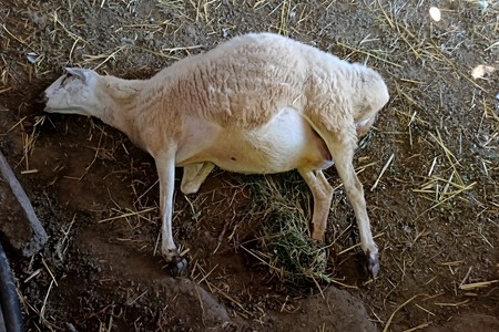 Cəlilabadda xeyli sayda xırdabuynuzlu heyvan TƏLƏF OLDU