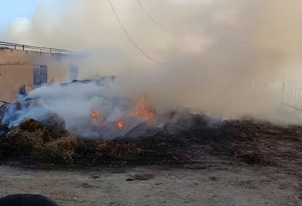 Salyanda ferma yandı: 30-dan çox mal-qara tələf oldu