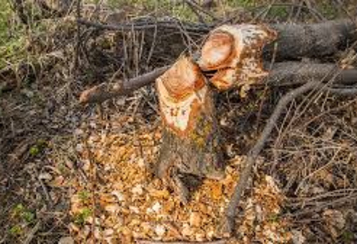 Sumqayıt və Bərdədə təbiətə 30 min manatlıq ziyan vuruldu