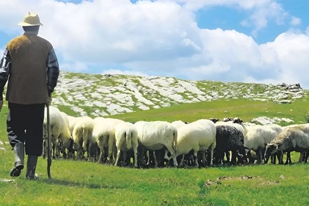 İsmayıllıda yük maşını çobanı VURDU: 20-dən çox qoyun tələf oldu
