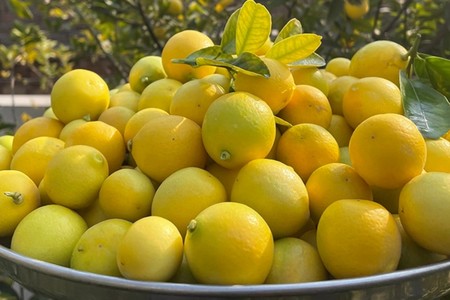 Azərbaycanda limon bahalaşır