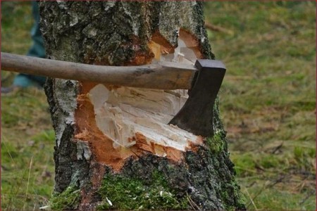 Yaşıllıqlar kəsilib, təbiətə 70 min manata qədər ziyan dəyib