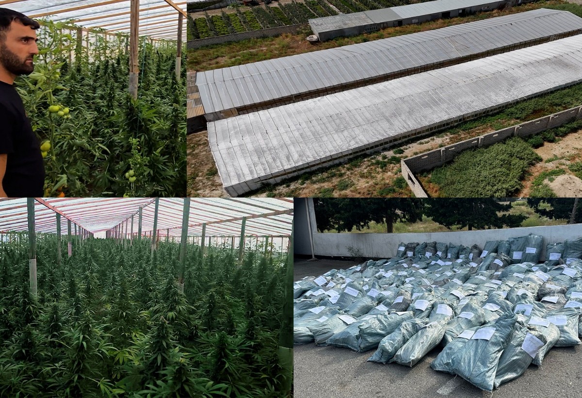 Bakıda 881 kiloqram çətənə kolu yetişdirilən istixana aşkarlandı