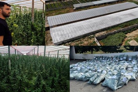 Bakıda 881 kiloqram çətənə kolu yetişdirilən istixana aşkarlandı