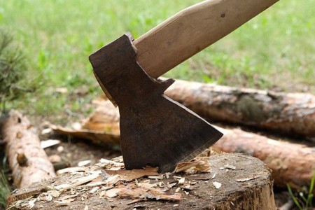 Bakı, Gəncə və Abşeronda ağaclar qanunsuz kəsilib