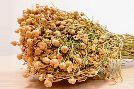 Üzərlik – xalq təbabətinin faydalı bitkisi, yoxsa hüquqi problem?