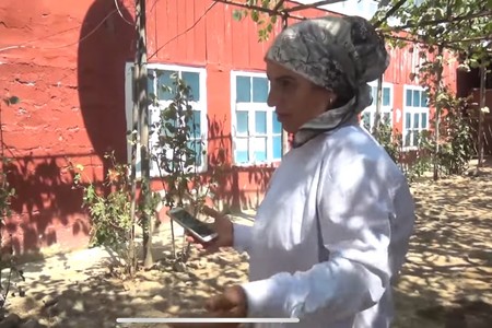 Azərbaycanda qadın çaqqalı boğaraq zərərsizləşdirdi - VİDEO