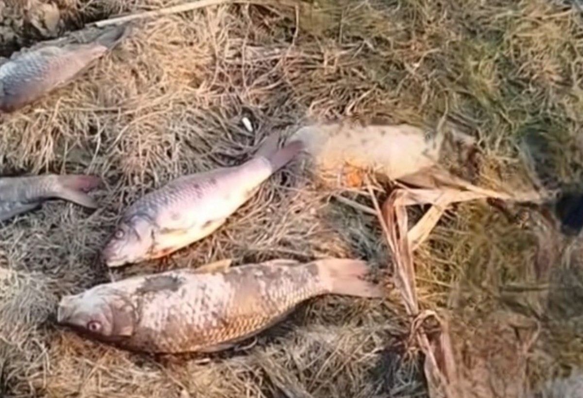 Biləsuvarda balıqların kütləvi tələfatı qeydə alınıb