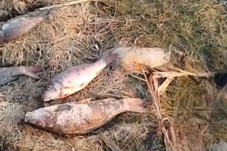 Biləsuvarda balıqların kütləvi tələfatı qeydə alınıb