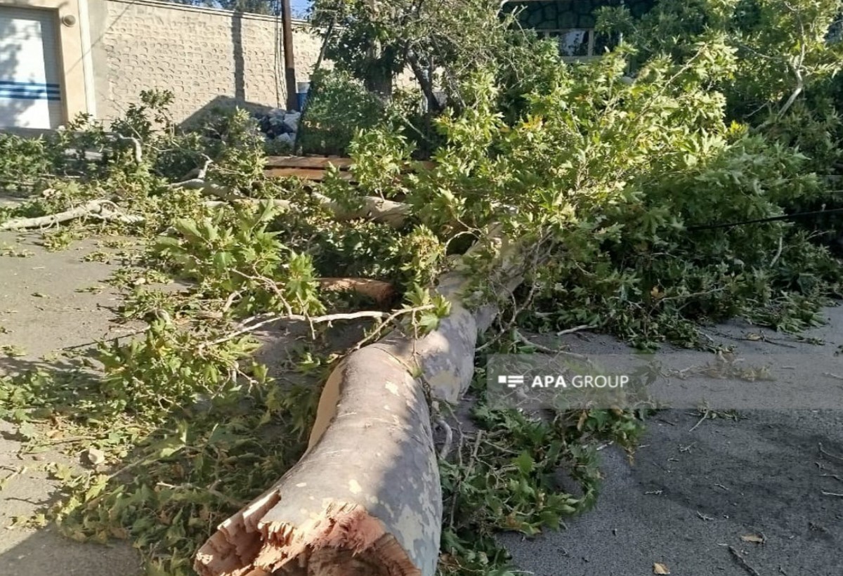 Ordubadda ağac qırılaraq sakinlərin üzərinə düşüb