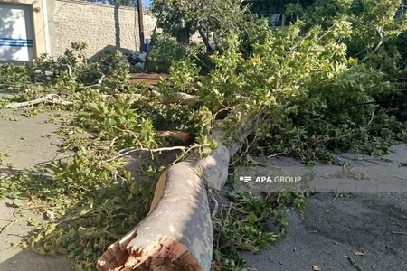 Ordubadda ağac qırılaraq sakinlərin üzərinə düşüb