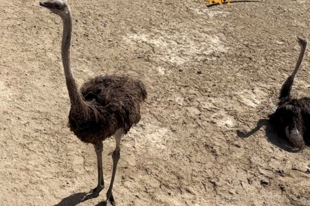Sumqayıtda dəvəquşular və tutuquşular xilas edildi - FOTO
