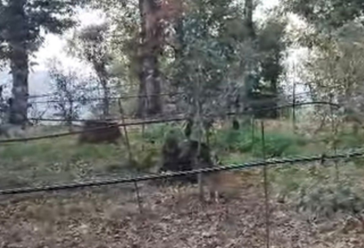 Astarada polis bu ağacı kəsənləri axtarır - FOTO