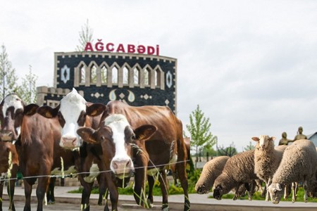 Ağcabədidə heyvandarlıq böhranı: Mal-qara sayı 42%-ə qədər azalıb - İNFOQRAFİKA