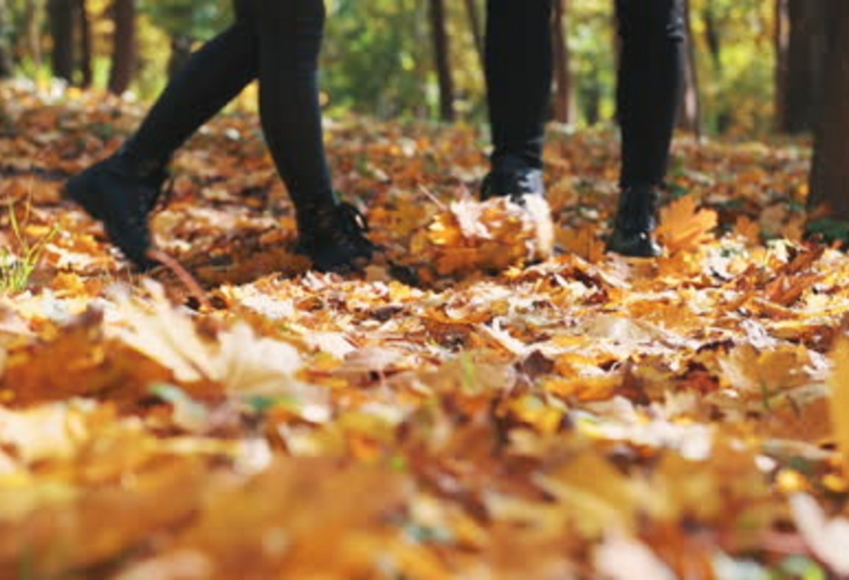 Payız xəzəlinin gözəlliyi arxasında gizlənən təhlükə