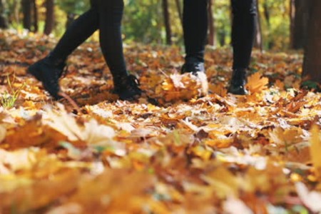 Payız xəzəlinin gözəlliyi arxasında gizlənən təhlükə