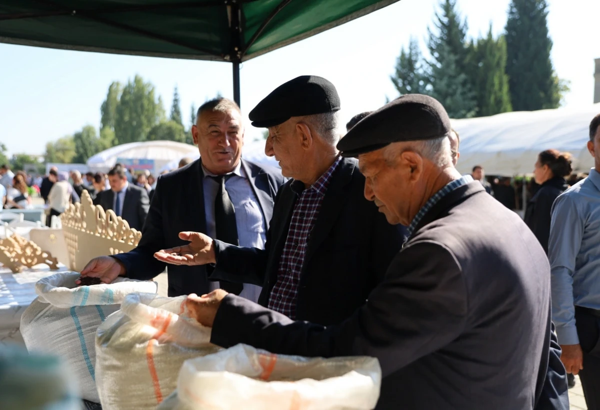 Masallıda düyü bayramı - FOTO