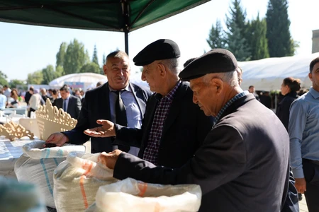 Masallıda düyü bayramı - FOTO