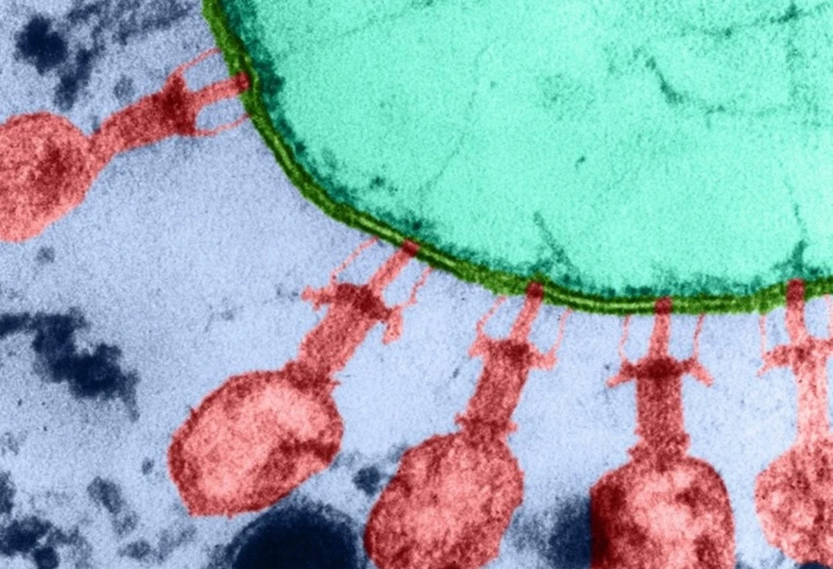 Antibiotiklərə son: Süni intellekt bakteriya öldürən virus yaradır