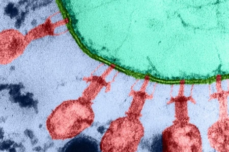 Antibiotiklərə son: Süni intellekt bakteriya öldürən virus yaradır