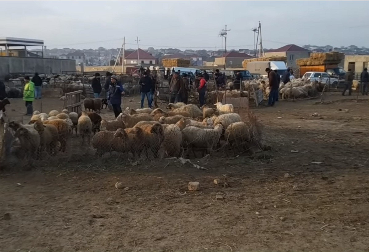 Binəqədi mal bazarında ciddi nöqsanlar aşkarlandı