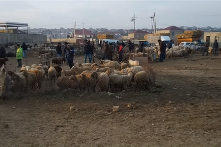 Binəqədi mal bazarında ciddi nöqsanlar aşkarlandı