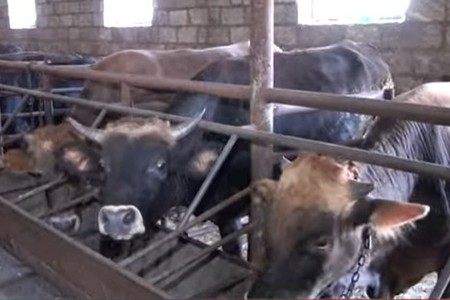 Dabaq xəstəliyi ölkənin qərb rayonlarında yayılır - VİDEO