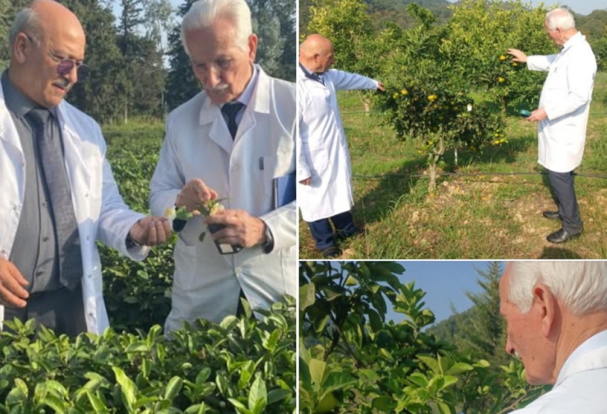 Azərbaycanda iqlim dəyişmələrinin çay və sitrus bitkilərinə təsiri araşdırılır