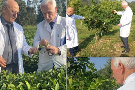 Azərbaycanda iqlim dəyişmələrinin çay və sitrus bitkilərinə təsiri araşdırılır