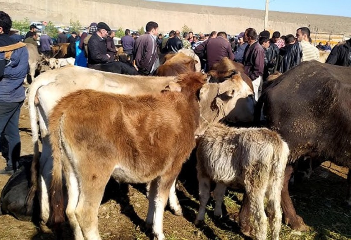 Həftəsonu mal bazarları karantinə bağlanılır