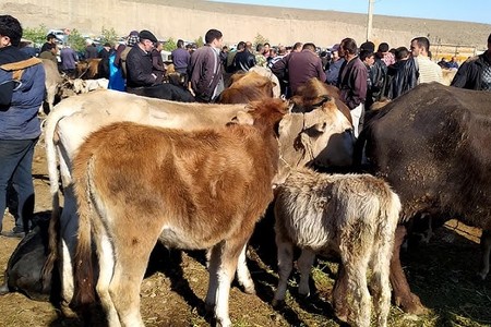 Həftəsonu mal bazarları karantinə bağlanılır